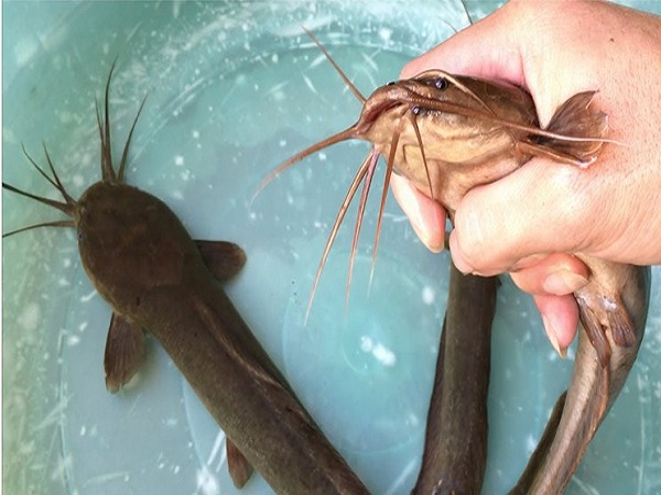 Nằm mơ thấy cá trê đánh con gì? Điềm báo giấc mơ