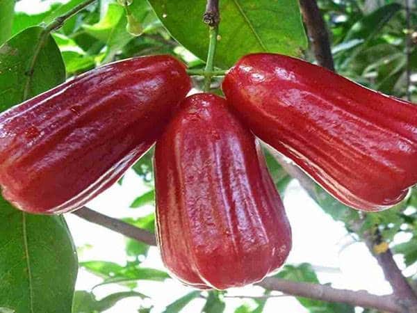 Mơ thấy quả roi đánh con gì dễ trúng có ý nghĩa gì?