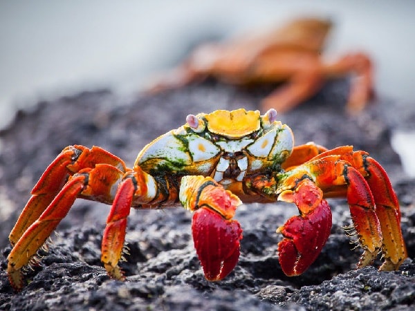 Con cua số mấy? Giải mã giấc mơ thấy cua báo điềm hung hay cát?