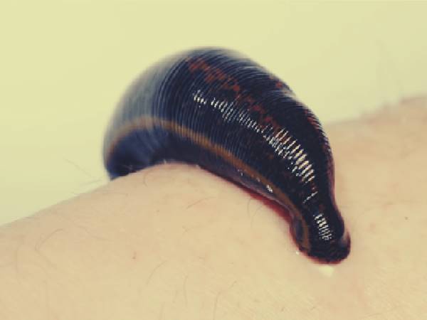 Nằm mơ thấy con đỉa là số mấy đánh con gì trúng lớn