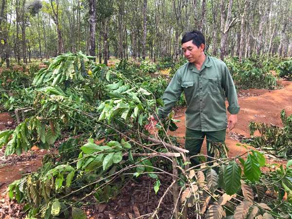 Nhìn thấy chặt cây đánh con gì may mắn có ý nghĩa gì