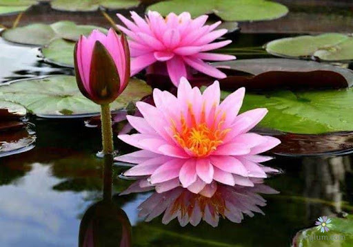 Thấy hai hoa súng: